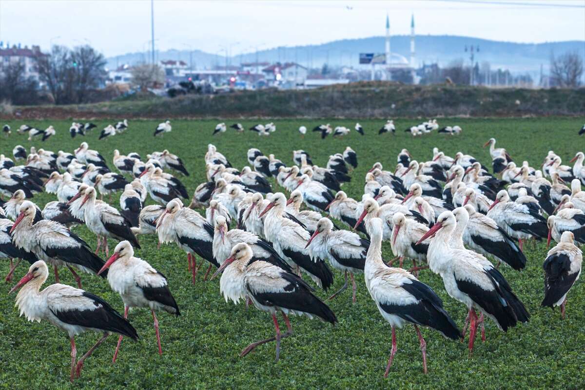 Konya semaları şenlendi! Baharın habercileri bu bölgede görsel şölen sunuyor 8